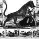Illustration for article titled The Modern Day Hunt for France’s Beast of Gévaudan